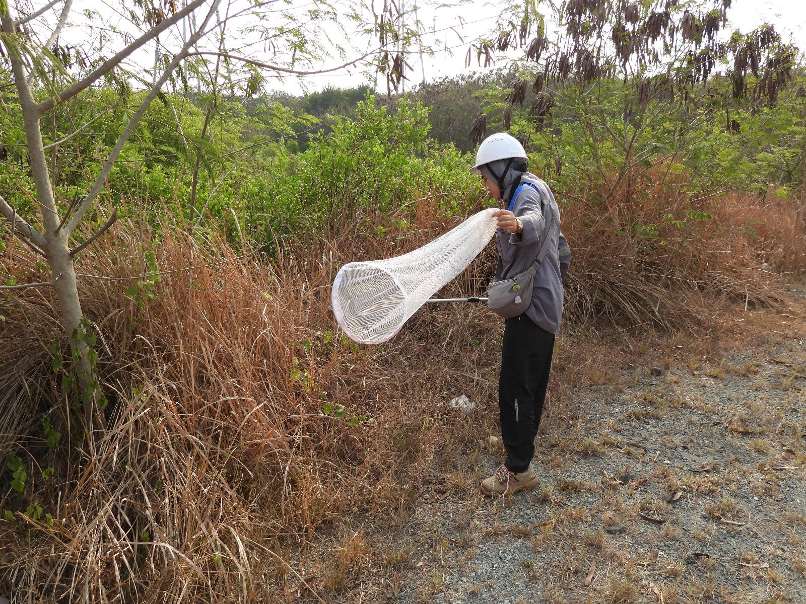 Tim survei mengamati fauna hasil tangkapan bubu di kawasan mangrove